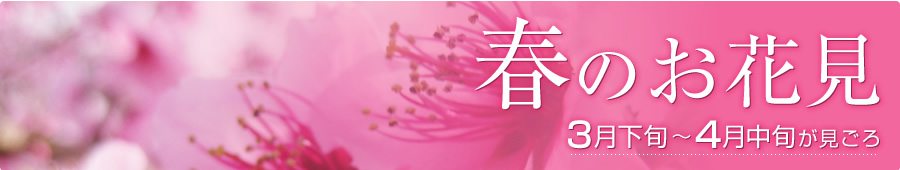 春のお花見