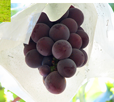 葡萄